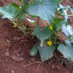 A close up view of a cucumber plan in a garden