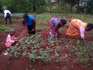 Three women, a man and a young child harvesting vegetables from a garden