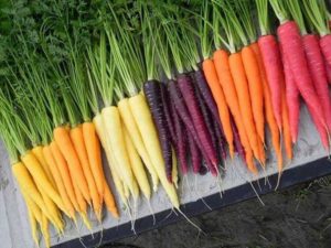 A colorful array of heirloom carrots