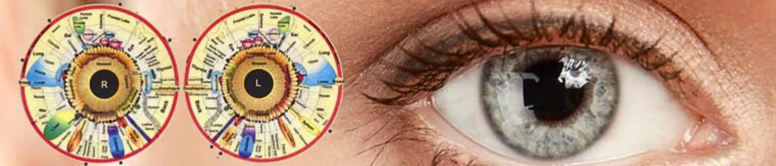 Iridology chart and eye illustration used in holistic health and natural nutrition education