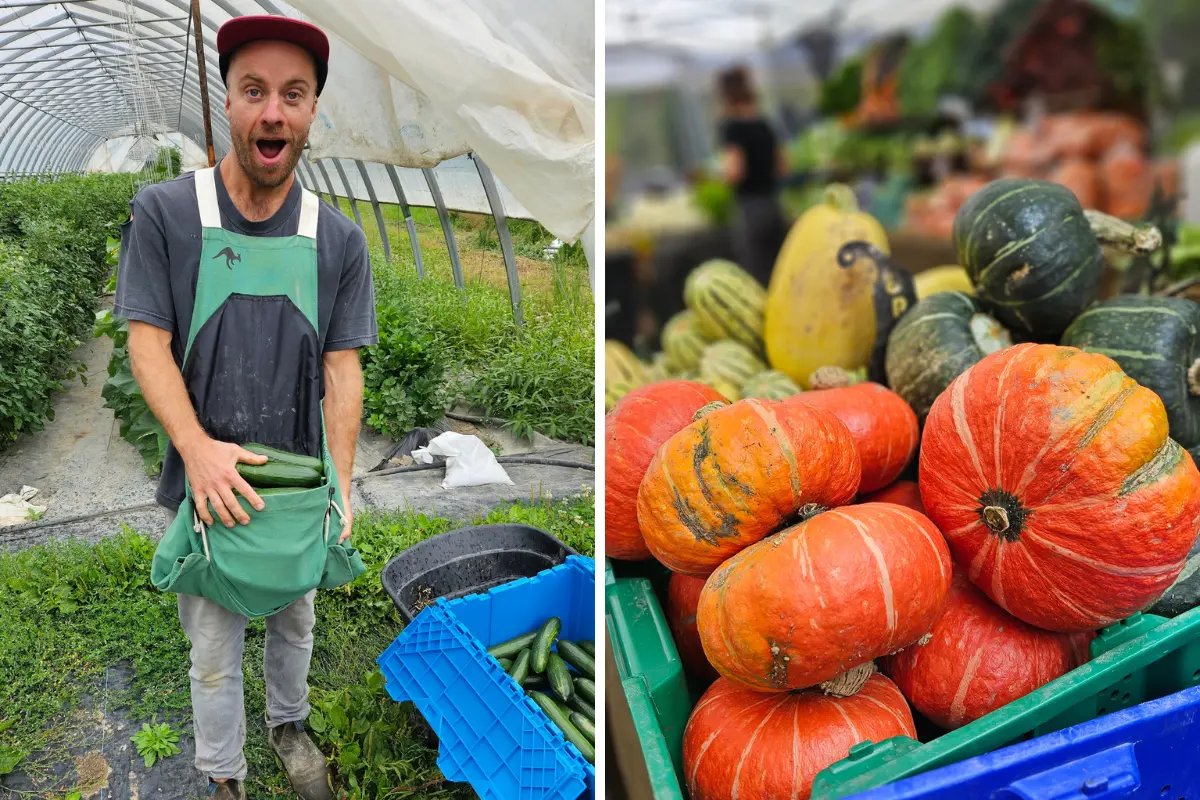 Hugh Flint harvesting organic vegetables and promoting locally grown seasonal produce.