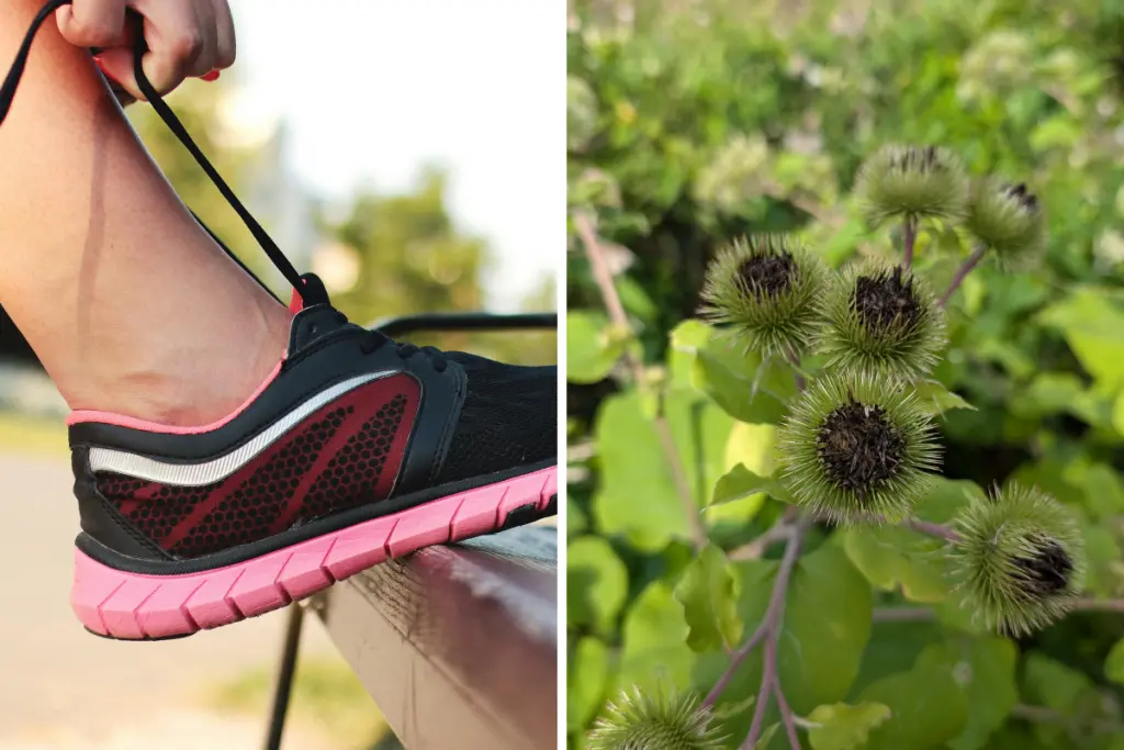 Running shoe being laced up next to a close-up of burdock plant seed heads in nature.