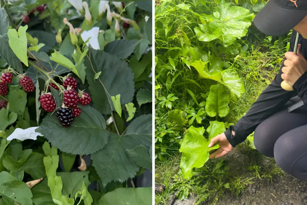 Wild blackberries and edible plants gathered during an outdoor foraging experience.