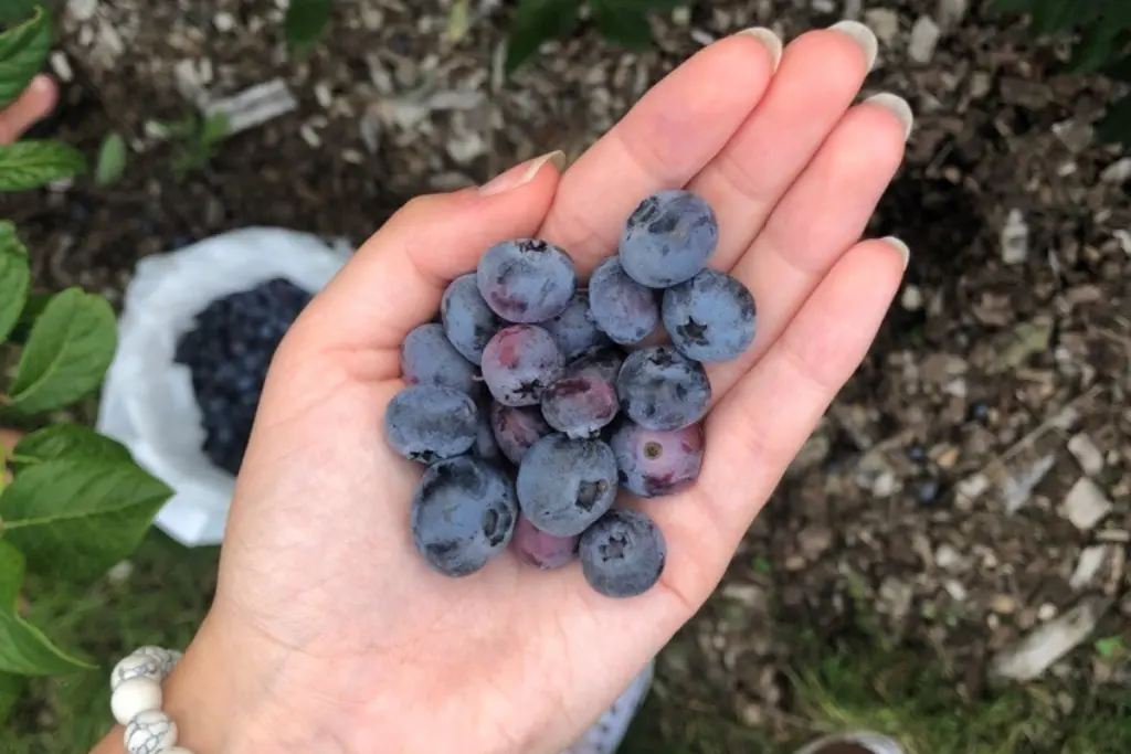 Freshly picked blueberries held in Rebecca Haywood’s hand during a summer harvest.