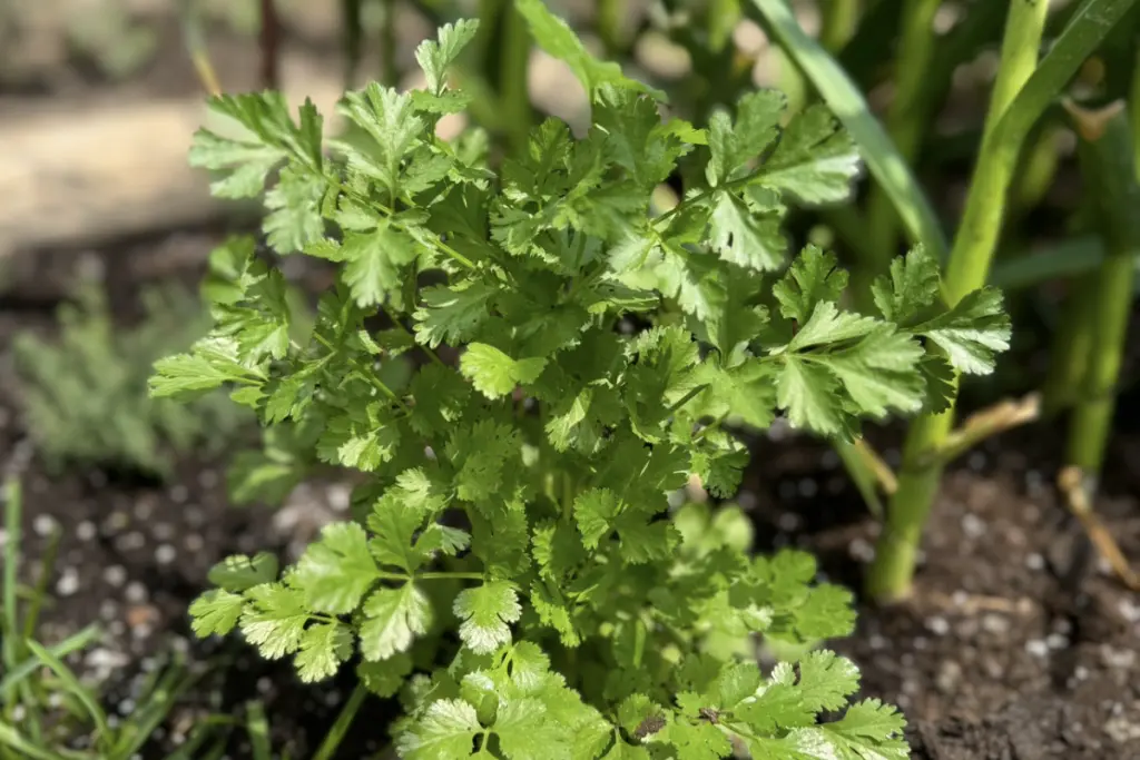 Fresh cilantro growing in a garden, reflecting an appreciation for whole foods and natural ingredients.