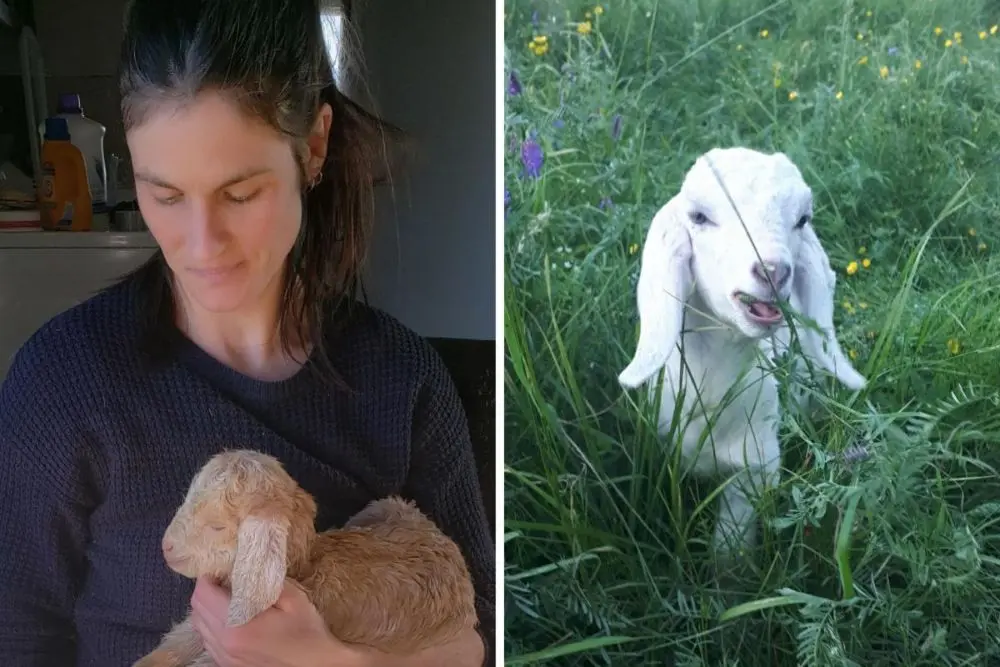 Jennifer Kalynchuk gently holding a newborn goat, with another young goat exploring a green pasture filled with plants and wildflowers.