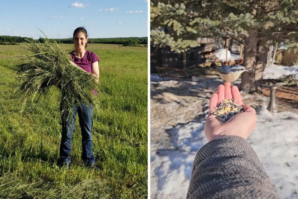 Jennifer Kalynchuk outdoors holding freshly cut grass in a field, alongside a small bird eating seeds from her hand during winter.