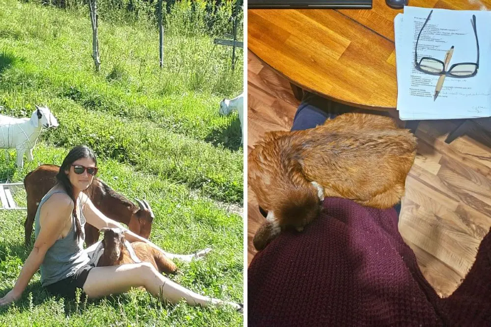 Jennifer Kalynchuk sitting in a green pasture with goats, alongside a young goat resting indoors near her workspace.