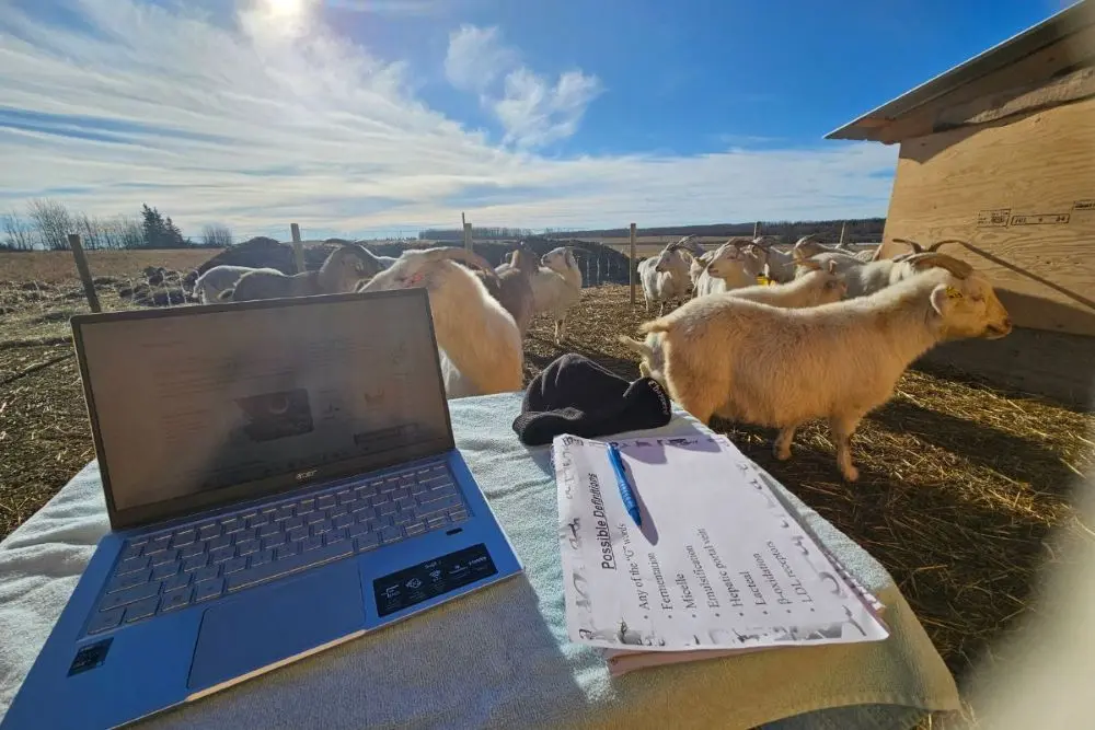Outdoor farm workspace with a laptop and notes set up near a herd of goats on a sunny day.