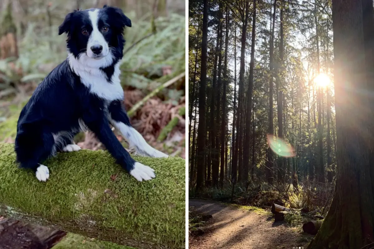 A border collie in the forest and a peaceful woodland trail, representing the connection between nature and holistic well-being.